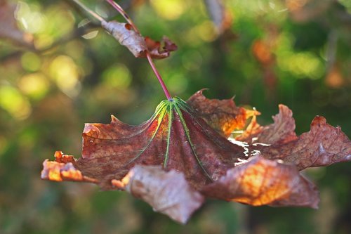 foliage leaf  fall foliage  maple leaf