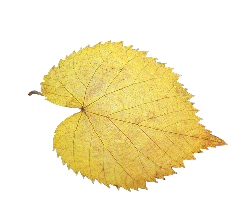 foliage leaf  fall foliage  isolated