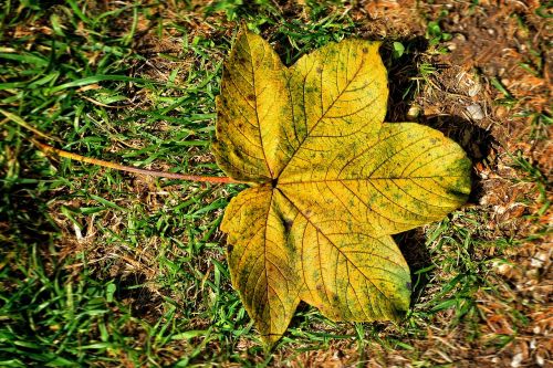 foliage leaf leaf autumn