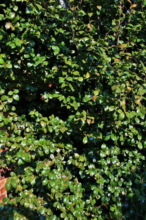 Foliage Of Japonica Tree