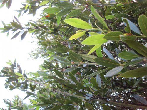 Foliage Of Olive Tree