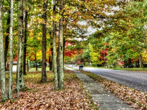 Foliage Street