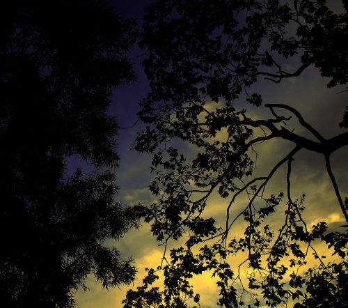 Foliage With Dramatic Sky