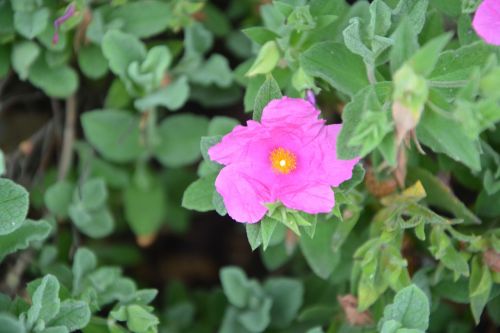 foliage with flowers pink flower nature