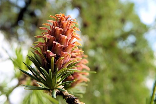 foliation  tap  conifer