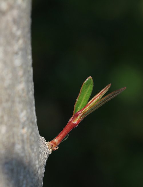 foliation  oleander  tree