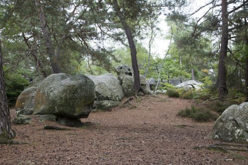 fontainebleau forest green