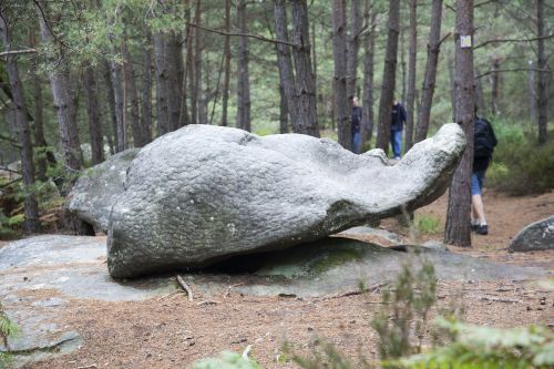 fontainebleau forest green