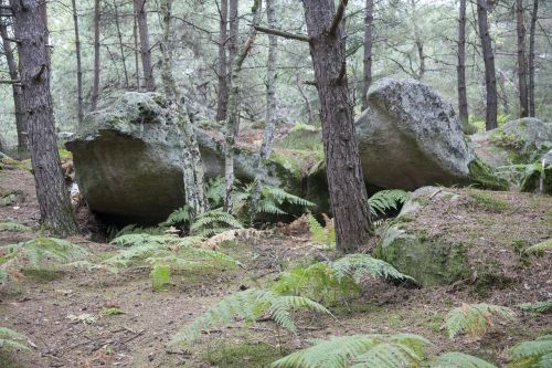 fontainebleau forest green