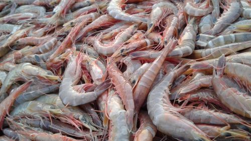 shrimps food sea