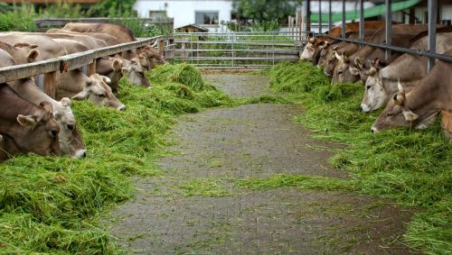 food eat grass