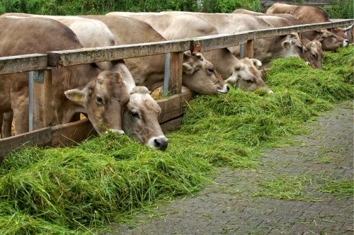 food eat grass