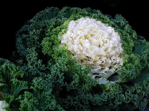 food cabbage vegetable