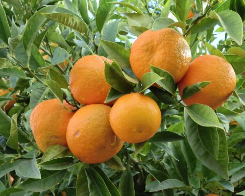 food fruit orange