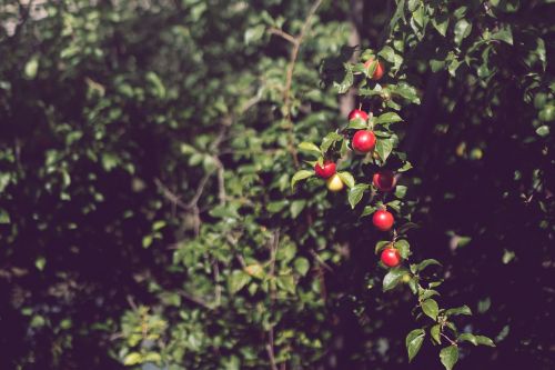 food fruits tree