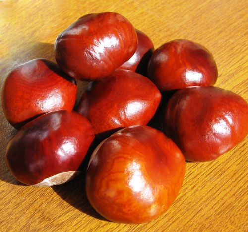 food chestnut nuts