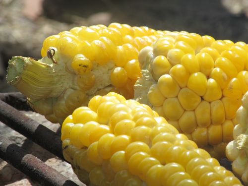 food roast cob