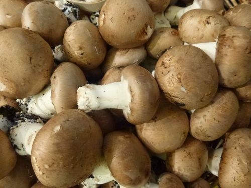food mushrooms vegetable