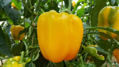 food capsicum pepper