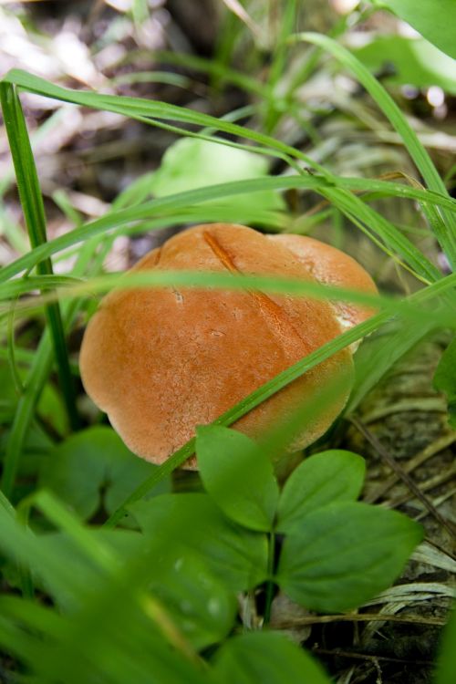 food cap fungus