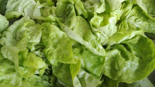 food lettuce salad