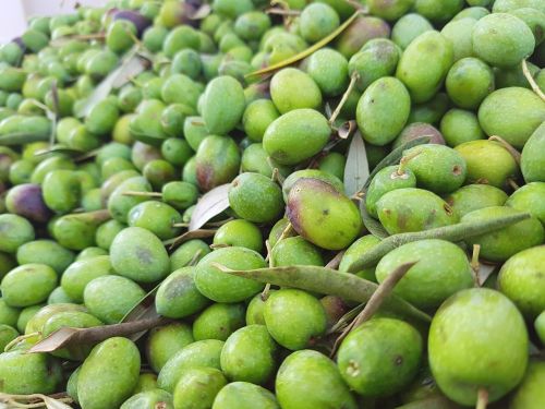 food green olives