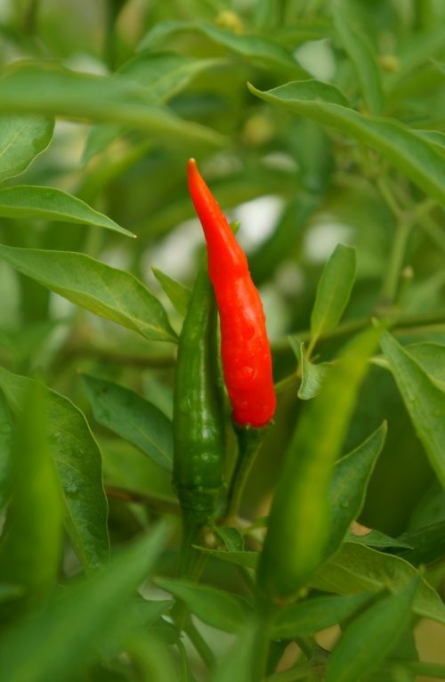 food chilli red