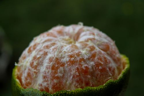 food nature fruit