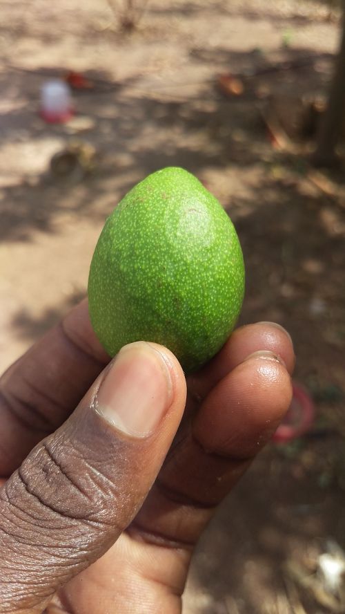 food nature fruit