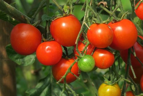 food fruit tomato