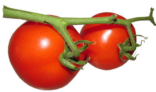 food  fresh  tomato