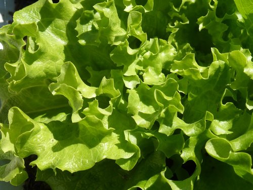 food  lettuce grown  vegetable