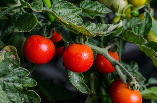 food  fruit  vegetable