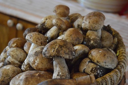 food  fungus  mushrooms