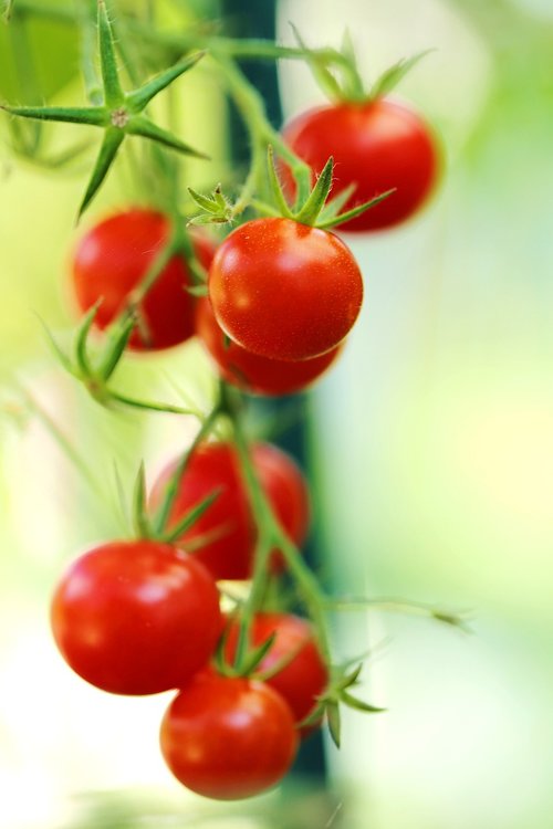food  cherry  tomato