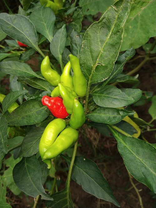 food  nature  leaf