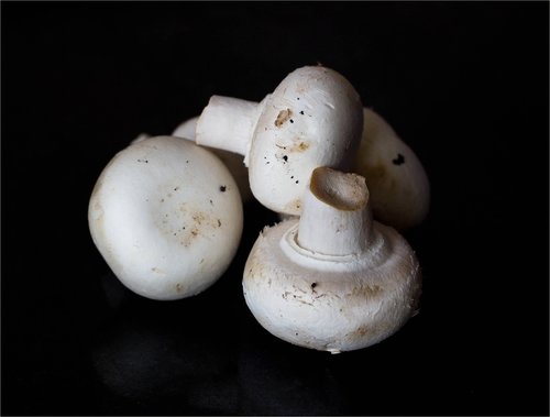 food  mushrooms  white mushrooms