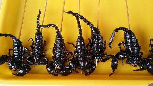 food china scorpion