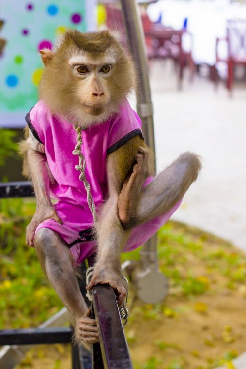pet monkey monkey foot