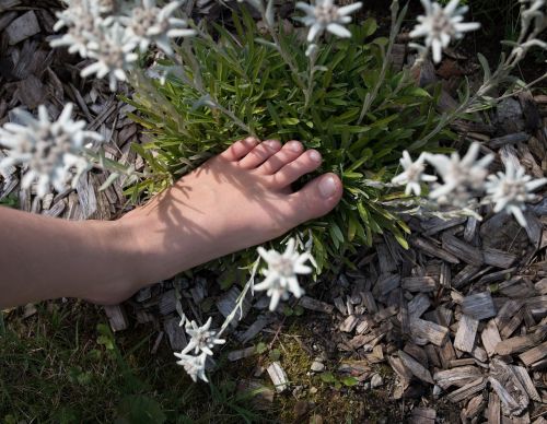 foot edelweiss nature
