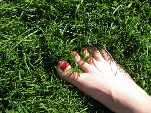 foot meadow grass