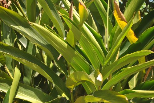 foot of colonia plant medicinal