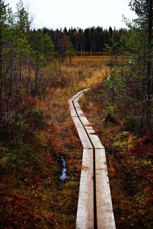 footbridge forest path