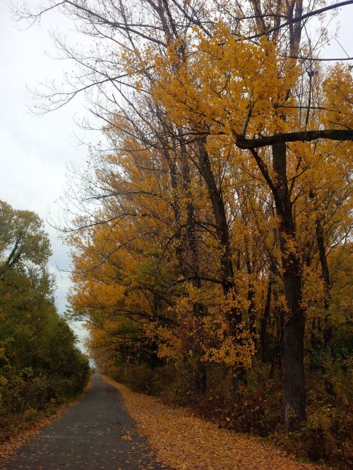 footpath trail walkway