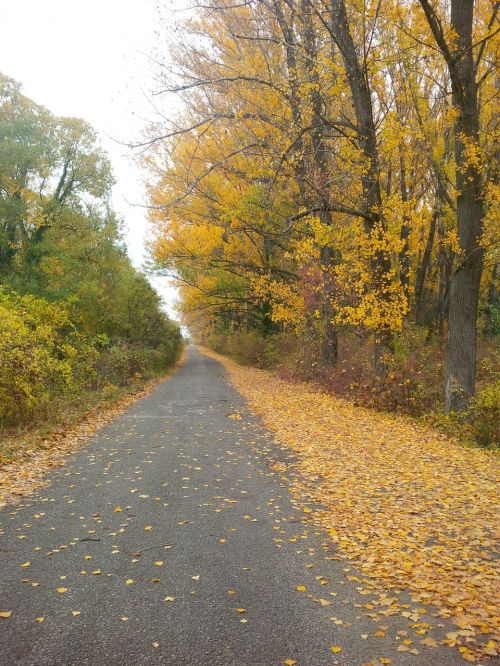 footpath trail walkway