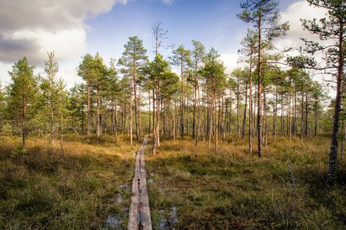 footpath forest swamp