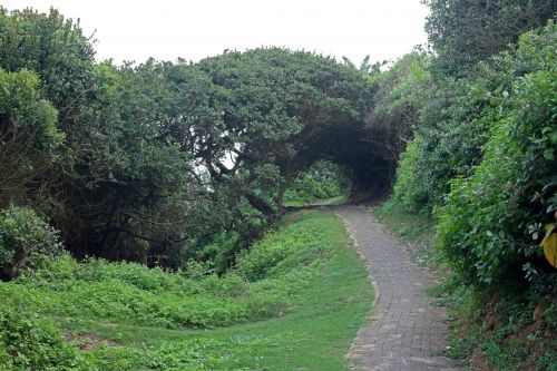Footpath With Coastal Vegetation