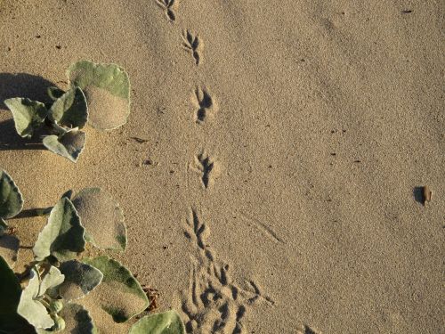 footprint bird sand