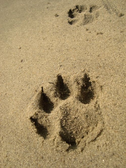 footprint animal dog
