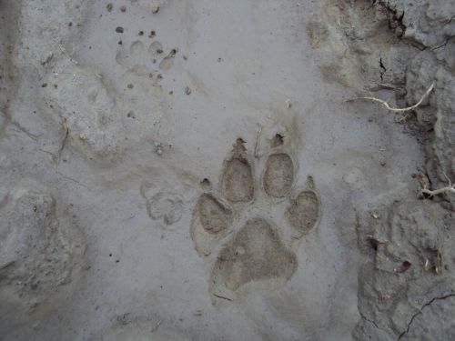 footprint dog mud